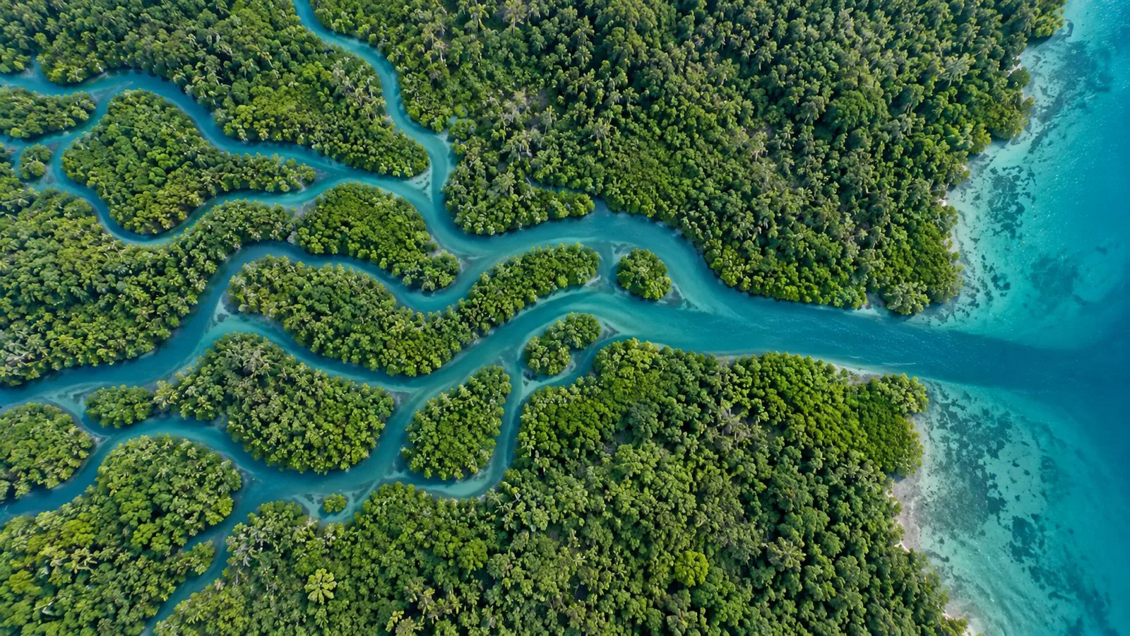 Aerial view of mangrove channels weaving through dense tropical forest and converging into one channel that flows out to a turquoise sea